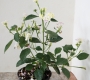 Лантана, бяла (Lantana)