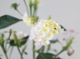 Лантана, бяла (Lantana)