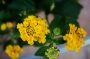 Лантана, жълта (Lantana)