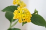 Лантана, жълта (Lantana)