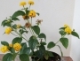 Лантана, жълта (Lantana)