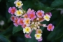 Лантана (Lantana)