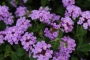 Лантана, малка, каскадна (Lantana sellowiana)