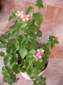 Лантана (Lantana)