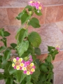 Лантана (Lantana)