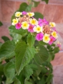 Лантана (Lantana)