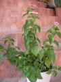 Лантана (Lantana)