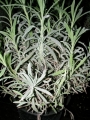 Лавандула, малка (Lavandula angustifolia Lavendol)