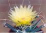 Лейхтенбергия (Leuchtenbergia)