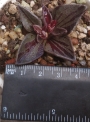 Ленофилум вариегата (Lenophyllum guttatum variegata)