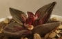 Ленофилум вариегата (Lenophyllum guttatum variegata)