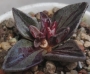 Ленофилум вариегата (Lenophyllum guttatum variegata)