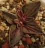Ленофилум вариегата (Lenophyllum guttatum variegata)