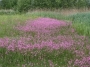 Лихнис Свиларка Румянка Кукувичи цвят (Lychnis flos-cuculi)