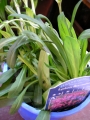 Лихнис Свиларка Румянка Кукувичи цвят (Lychnis flos-cuculi)
