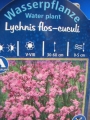 Лихнис Свиларка Румянка Кукувичи цвят (Lychnis flos-cuculi)