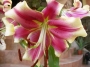 Лилиум (Lilium Robert Swanson)