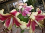 Лилиум (Lilium Robert Swanson)