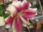 Лилиум (Lilium Robert Swanson)