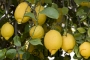 Лимон (Citrus Limon Kitrolemon)