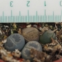 Литопс, живи камъчета (Lithops)