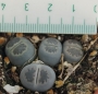 Литопс, живи камъчета (Lithops)