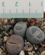 Литопс, живи камъчета (Lithops)