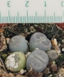 Литопс, живи камъчета (Lithops)
