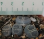 Литопс, живи камъчета (Lithops)