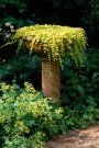 Лизимахия, Кръглолистно ленивче (Lysimachia nummularia)