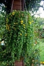 Лизимахия, Кръглолистно ленивче (Lysimachia nummularia)