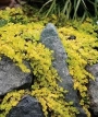 Лизимахия, Кръглолистно ленивче (Lysimachia nummularia)