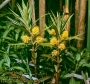 Лизимахия (lysimachia thyrsiflora)
