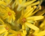 Лизимахия (lysimachia thyrsiflora)