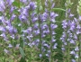 Лобелия (Lobelia siphilitica)