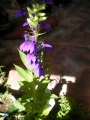 Лобелия (Lobelia siphilitica)