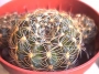 Лобивия (Lobivia arachnacantha)