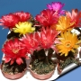 Лобивия (Lobivia arachnacantha)