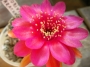 Лобивия (Lobivia arachnacantha)