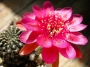 Лобивия (Lobivia arachnacantha)