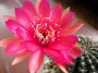 Лобивия (Lobivia arachnacantha)