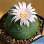 Лофофора (Lophophora diffusa var. koehresii)