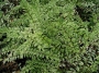 Лоницера нитида вариегата (Lonicera nitida variegata)