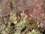 Лоницера нитида вариегата (Lonicera nitida variegata)