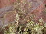 Лоницера нитида вариегата (Lonicera nitida variegata)