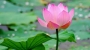Лотос (Nelumbo nucifera)