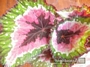 Бегония рекс (Begonia Rex)