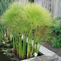 Египетски папирус (Cyperus Papyrus)