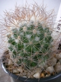 Мамилария рекой (Mammillaria rekoi ssp leptacantha)