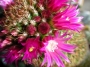 Мамилария (Cactus Mammillaria backerbergiana ssp ernestii)